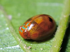 Hemisphaerius rufovarius
