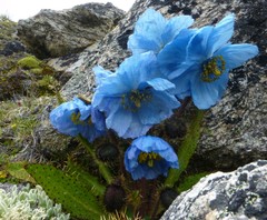 Meconopsis horridula
