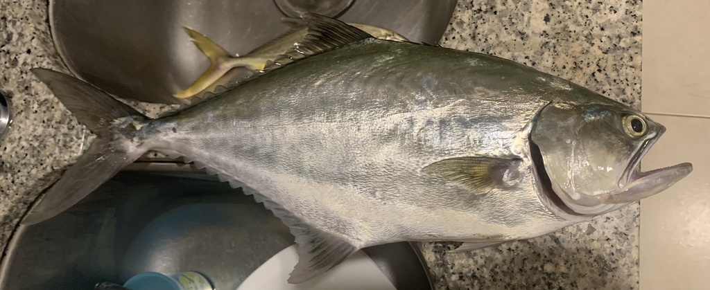 Longjaw leatherjacket (Oligoplites altus) — Carangidae