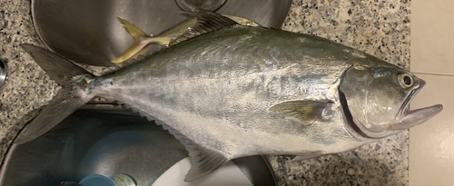 Longjaw leatherjacket (Oligoplites altus) — Carangidae