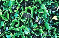 Elaphoglossum peltatum