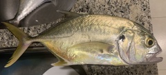 Caranx caninus