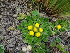 Senecio repens