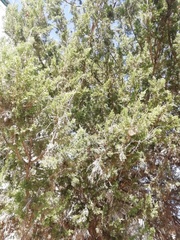 Juniperus coahuilensis