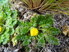 Senecio repens