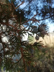 Juniperus coahuilensis