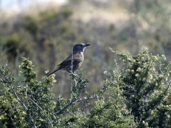 Pseudoseisura gutturalis