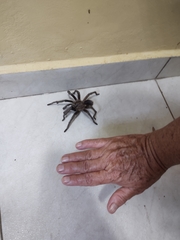 Phormictopus cancerides