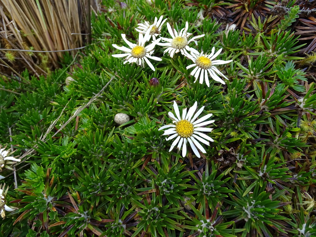 Werneria crassa