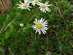 Werneria crassa crassa