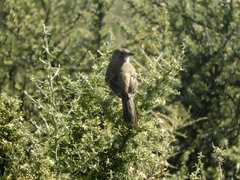 Pseudoseisura gutturalis