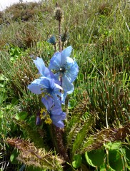 Meconopsis horridula