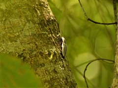 Chalcolepidius limbatus