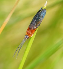 Plectrotarsus gravenhorsti