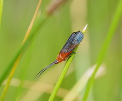 Plectrotarsus gravenhorsti