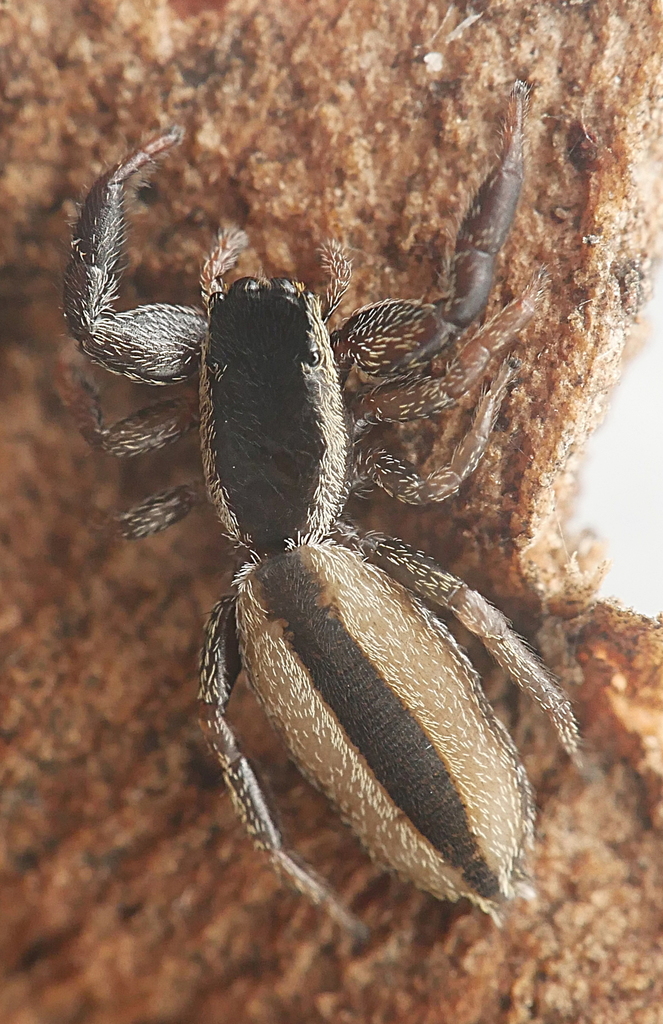 Holoplatys Tasmanensis (Arachnids Of Casey, VIC, AU) · INaturalist