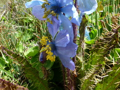 Meconopsis horridula
