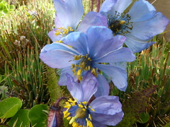 Meconopsis horridula