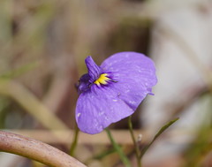 Utricularia beaugleholei