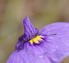 Utricularia beaugleholei