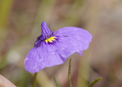 Utricularia beaugleholei