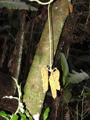 Mucuna monticola