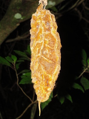 Mucuna monticola