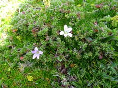 Geranium multipartitum