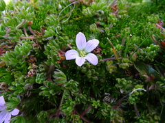 Geranium multipartitum