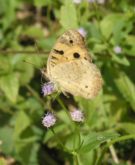 Junonia hierta hierta