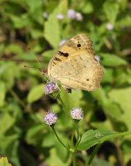 Junonia hierta hierta