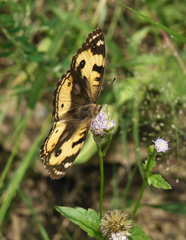 Junonia hierta hierta