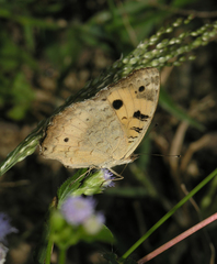 Junonia hierta hierta