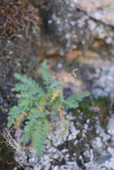 Smelowskia alba