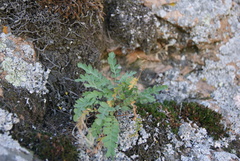 Smelowskia alba