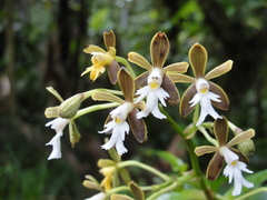 Epidendrum exasperatum