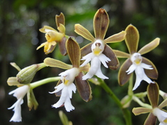 Epidendrum exasperatum