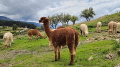 Vicugna pacos