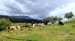 Vicugna pacos