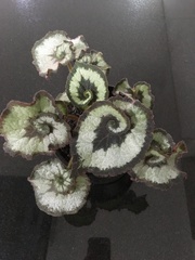 Begonia rex-cultorum