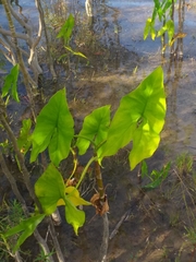 Montrichardia arborescens