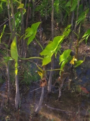 Montrichardia arborescens