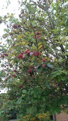 Sorbus