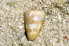 Conus suturatus