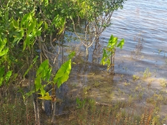 Montrichardia arborescens