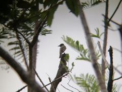 Myiarchus tuberculifer