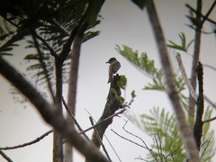 Myiarchus tuberculifer