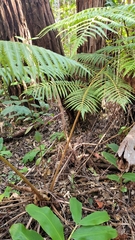 Cibotium glaucum