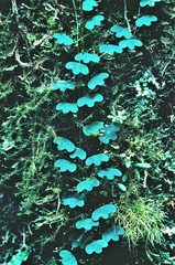 Passiflora lancearia