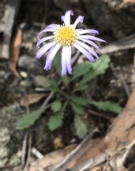 Brachyscome spathulata